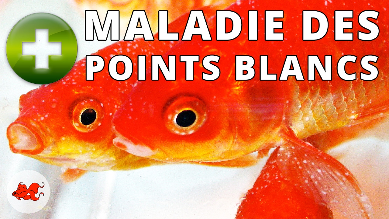 La Maladie des Points Blancs