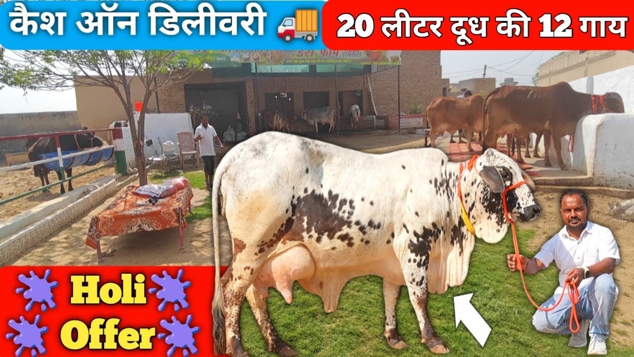 12 गाय 55 हज़ार में 20 लीटर तक दूध वाली 👉 Sahiwal Cholistani Rathi Tharparkar & Cross Breed Cow #cow