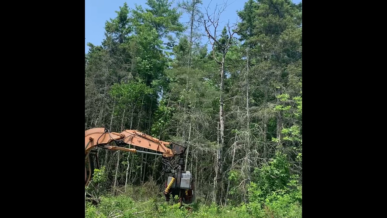 logmax demo