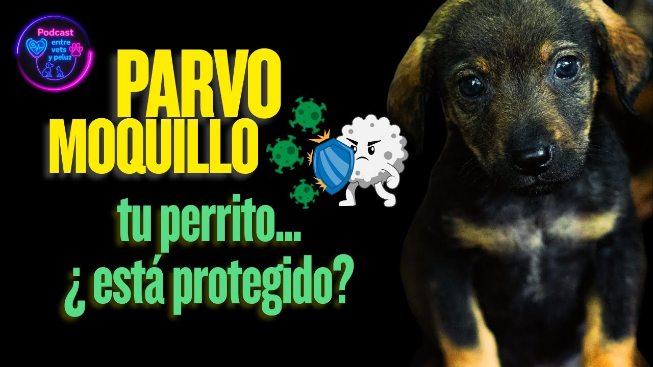 ¿Tu perro está en riesgo? 