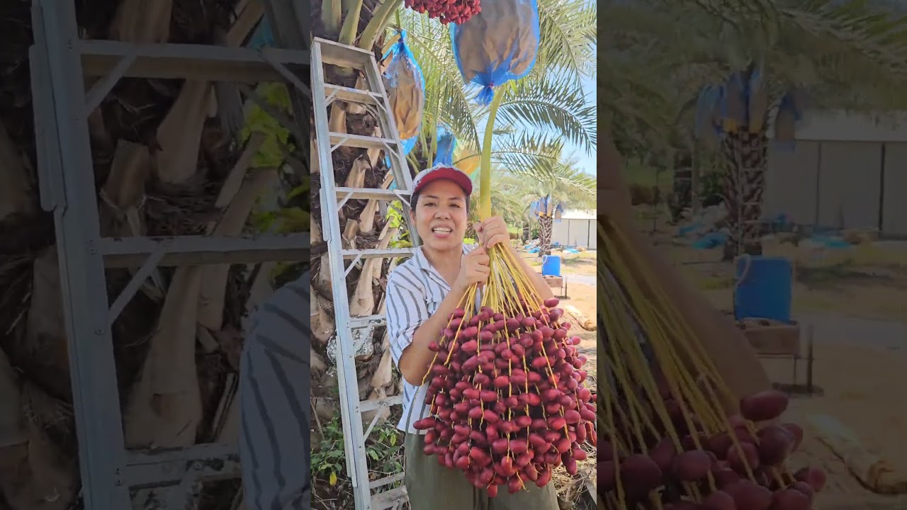 Dates #food #dates #farm #shorts