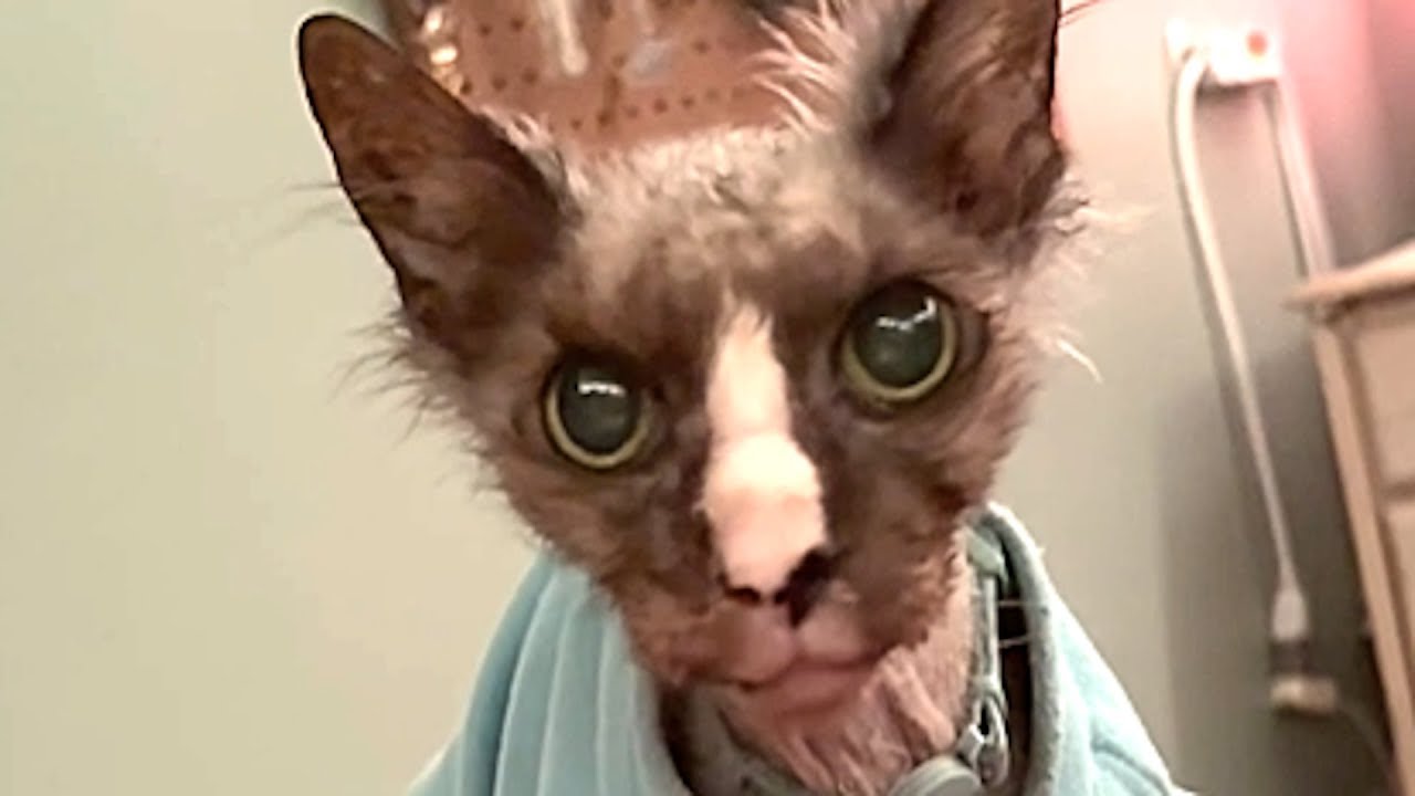 He’s Old, Scruffy, and Judging Everyone…and We Adore Him