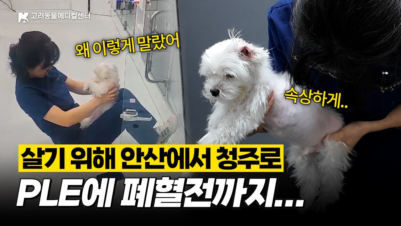 PLE에 폐혈전까지.. 살기 위해 '안산에서 청주'로 달려온 뭉치🚙 #PLE #단백소실성장병증 #동물병원 #장질환 #혈전