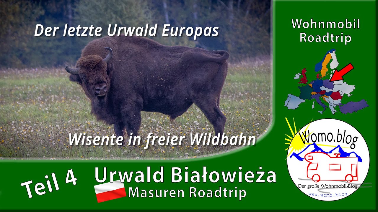 Polen Roadtrip -  Urwald Białowieża - der letzte Urwald Europas