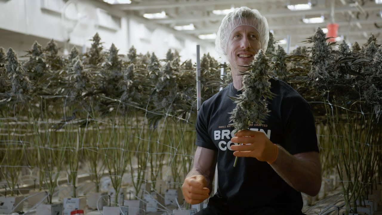 Meet Platinum Pav&eacute;, Broken Coast's Standout New Strain - Education Series Episode 5