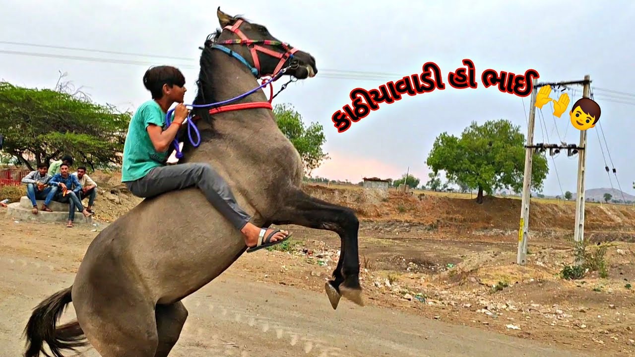 Evning ☀️ Ride Tajan&Dhingali Pure Kathiyawadi Horse💕🐎 