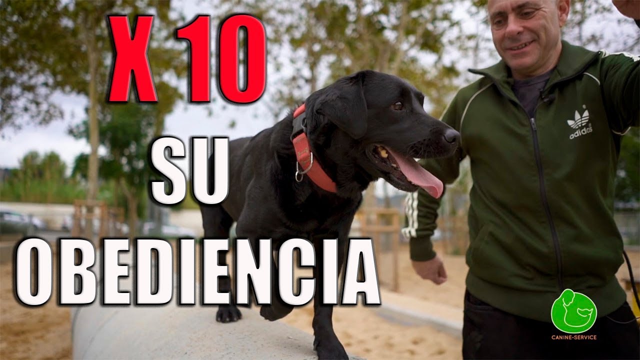 C&oacute;mo ADIESTRAR a tu PERRO para que te OBEDEZCA SIEMPRE  (T&eacute;cnica de Adiestramiento Canino)