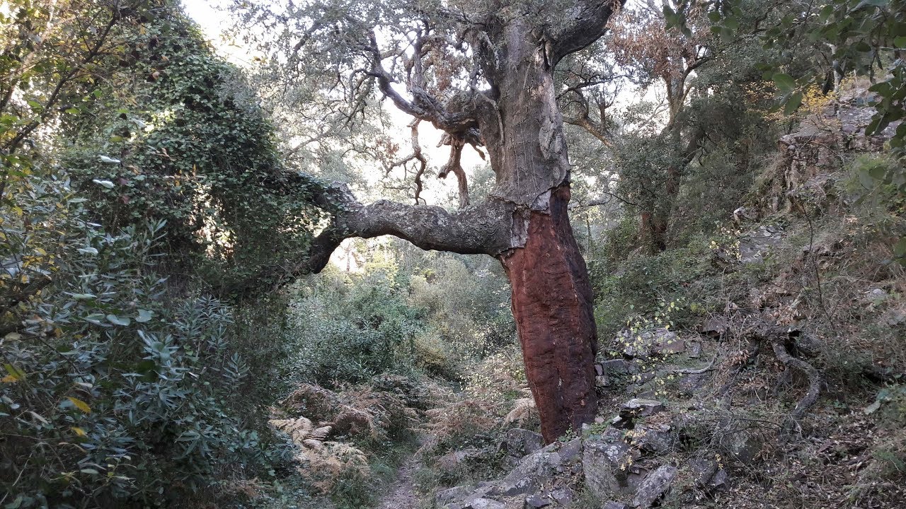 Almedíjar - Sierra de Espadán / Les Sureres  (2017 Noviembre)