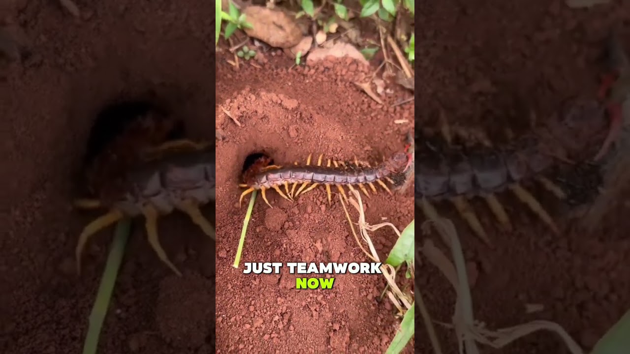 ants as hunting tools #ants #centipede #catching #cricket