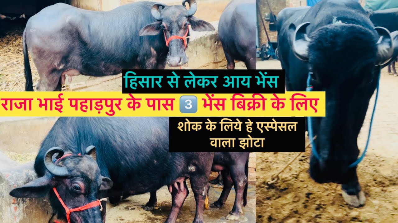 ☎️ 8273091200 राजा भाई गाव पहाड़पुर के पास हिसार से आई बिक्री के लिए अच्छी नसल की भेस 