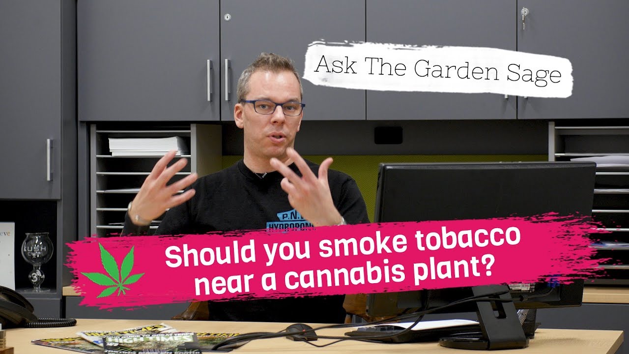 Should you smoke or have tobacco near the cannabis plant