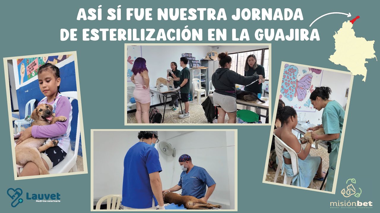 Esterilizamos 250 Perros Y Gatos En La Guajira - Lauvet