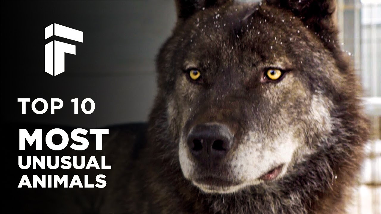 Northwestern Wolf | Canadian Wolf | Top 10 Most Unusual Animals in the World | Information Forge