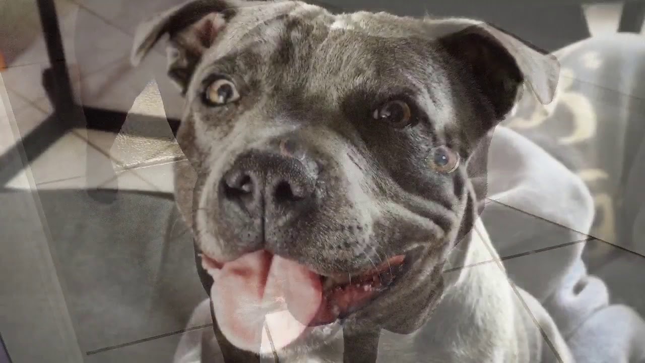 Staffordshire bull terrier « maska évolution » de 2 à 12 mois