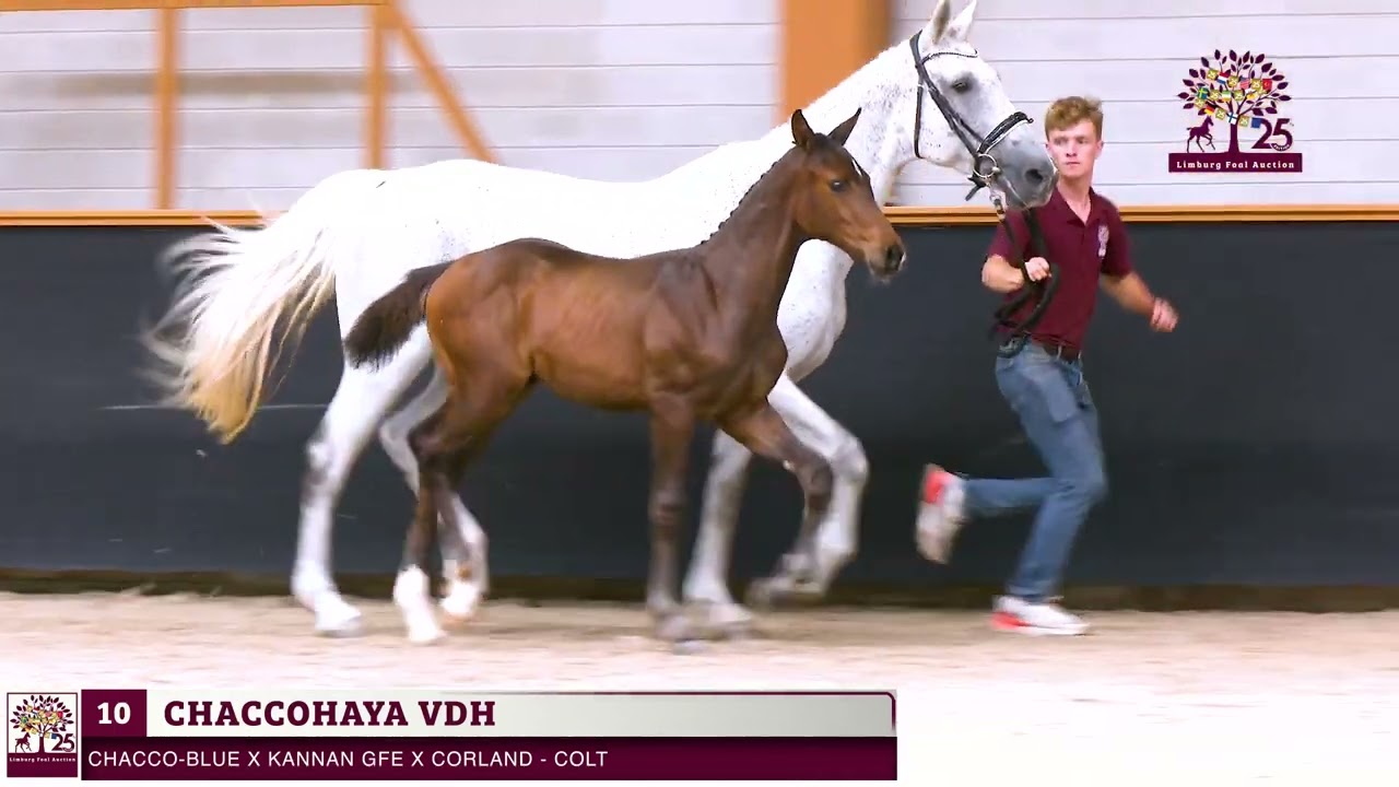 10. Chaccohaya VDH  (Chacco Blue x Kannan GFE)