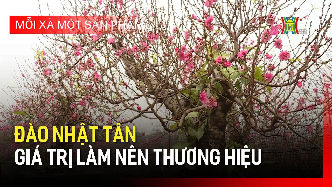 Đào Nhật Tân – giá trị làm nên thương hiệu | Mỗi xã một sản phẩm