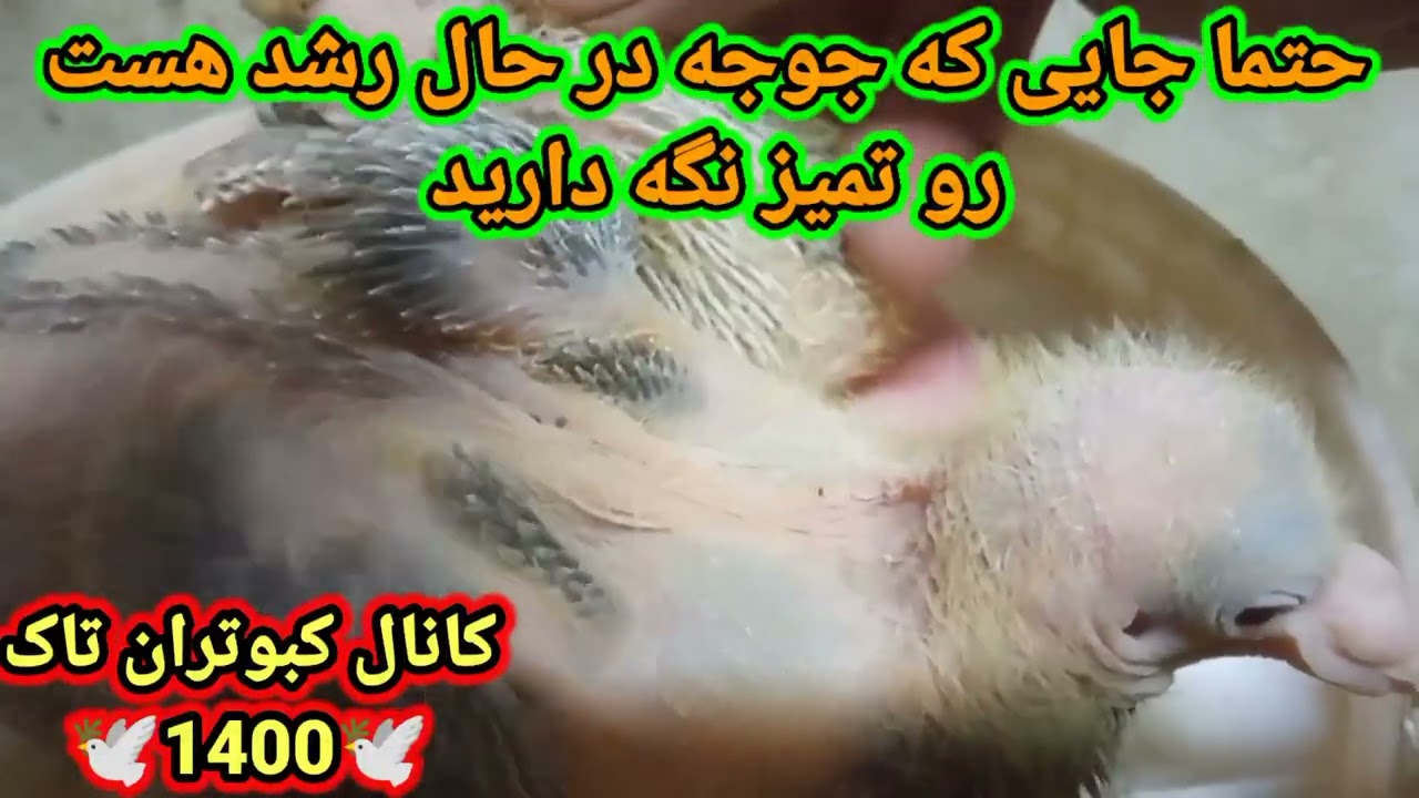یکی دیگه از علتهای مریض وضعیت شدن جوجه کبوتر
