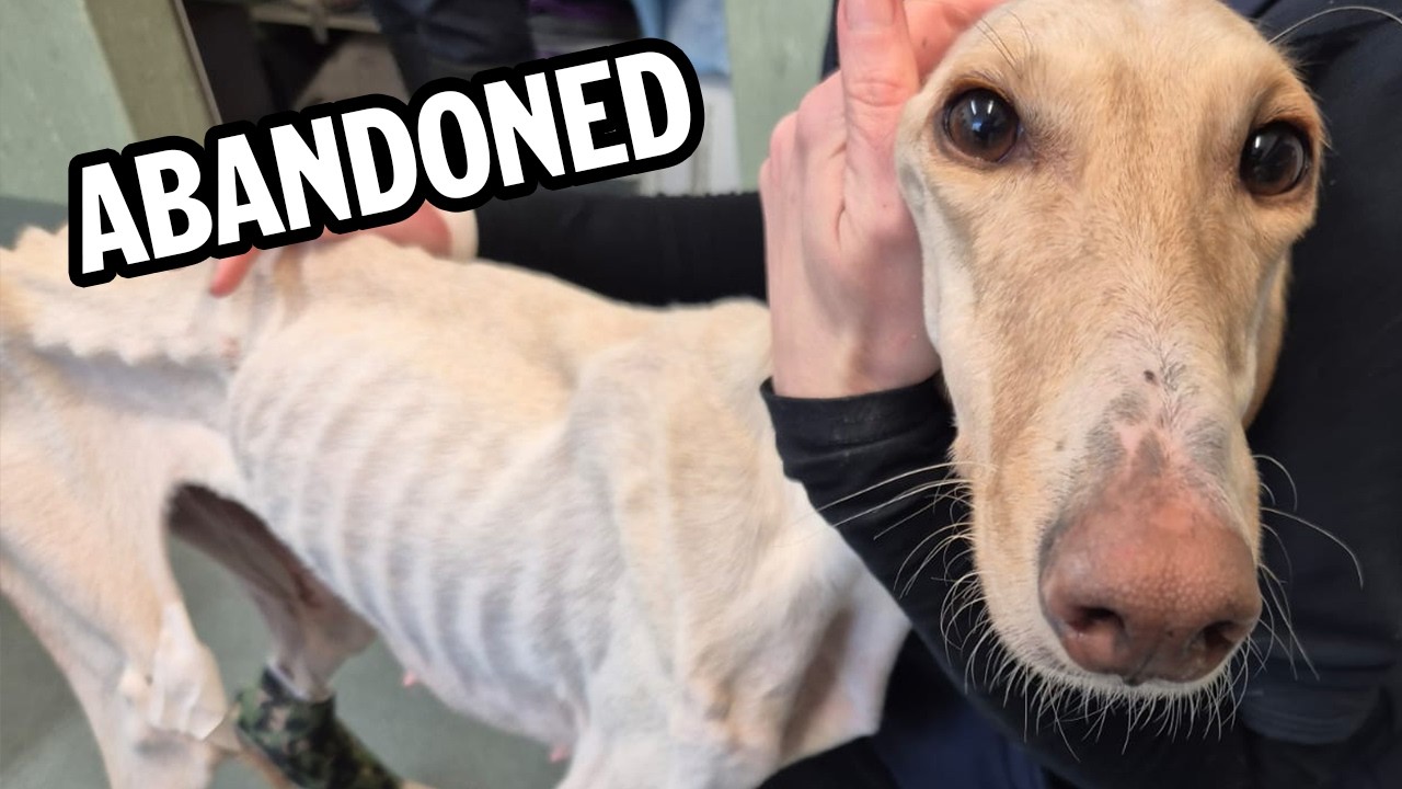 We've never seen a dog like this, can we save Peanut?