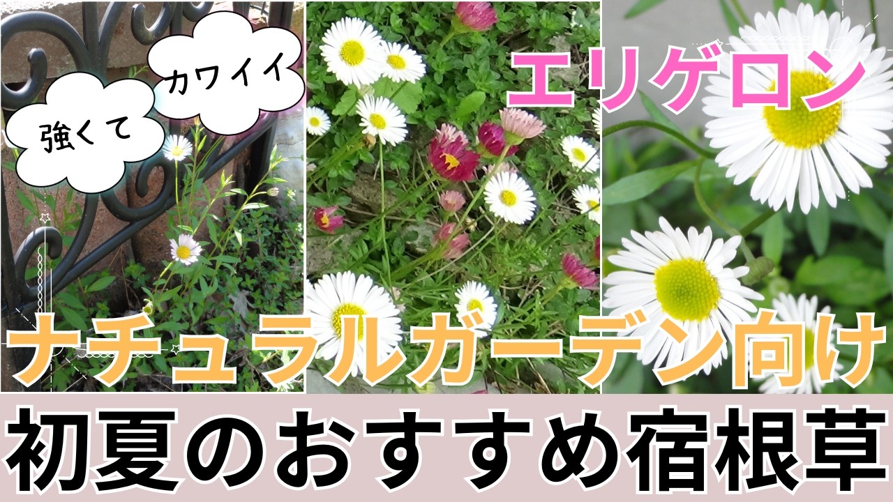 【ガーデニング】【エリゲロンの育て方】おすすめ宿根草🌸可愛いだけじゃない！エリゲロンをお庭に植えるなら一度見てください