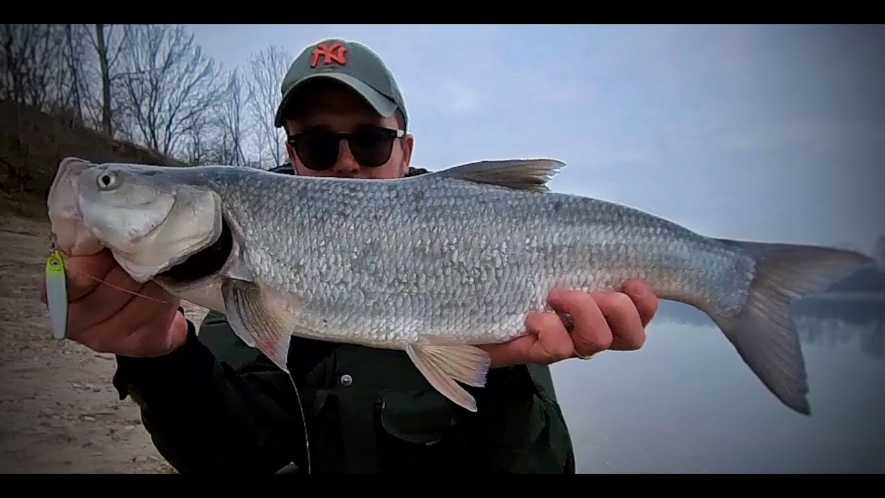 Pesca spinning Aspi da riva sul fiume Po con Metal Jig e Minnow RW