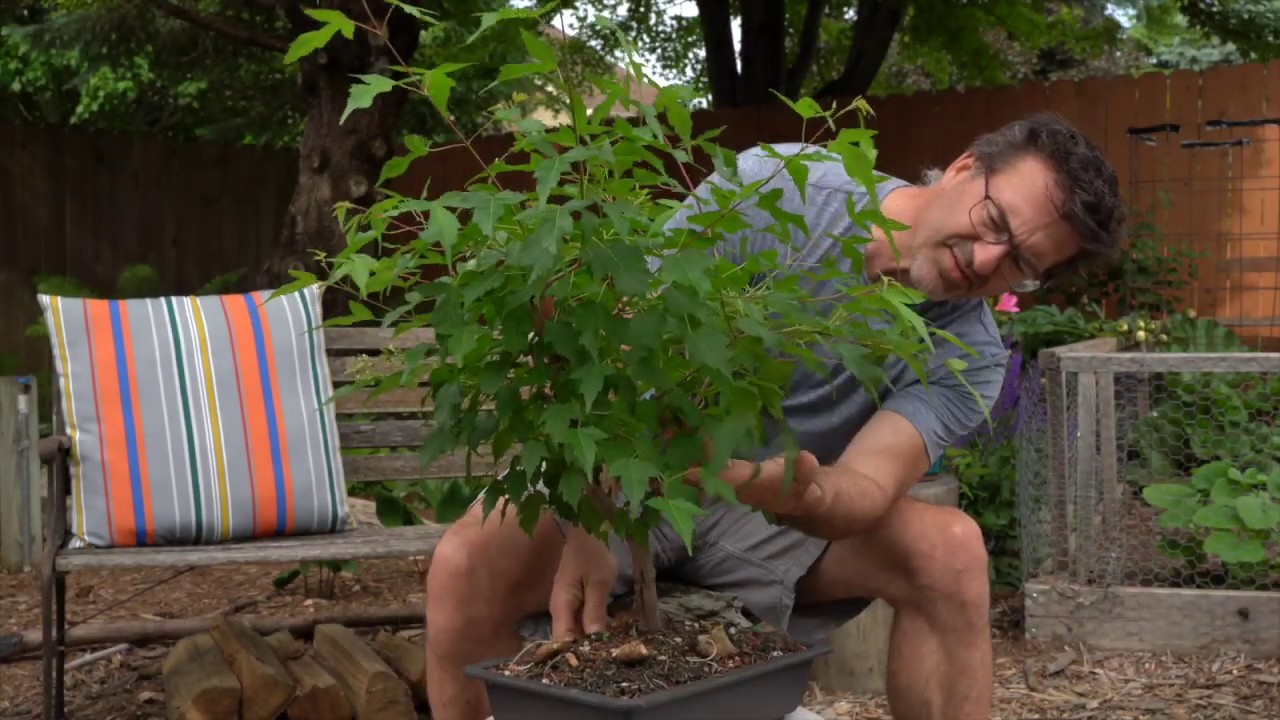Dave's Bonsai E44:  Amur Maple