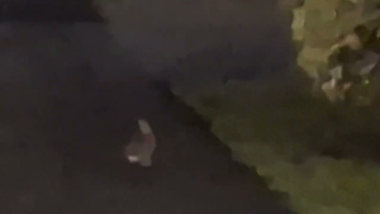 more park rabbits