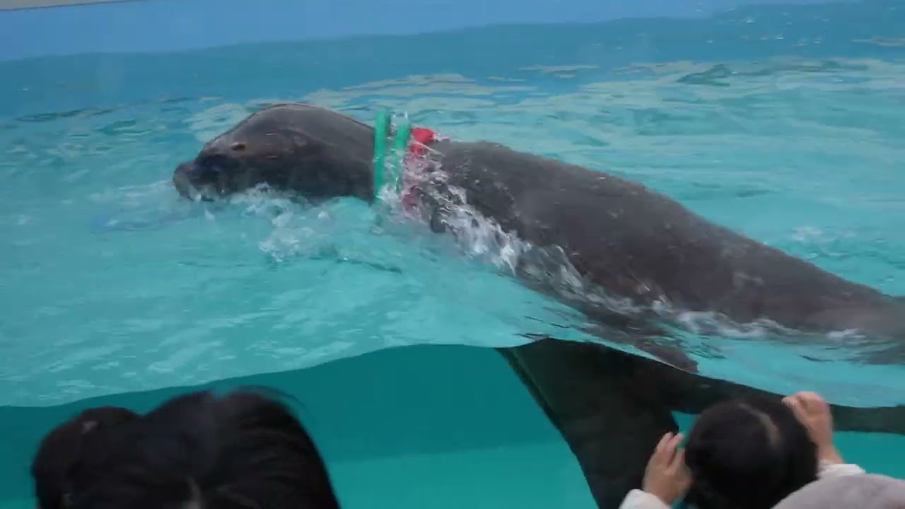 【平日限定】竹島水族館アシカショー