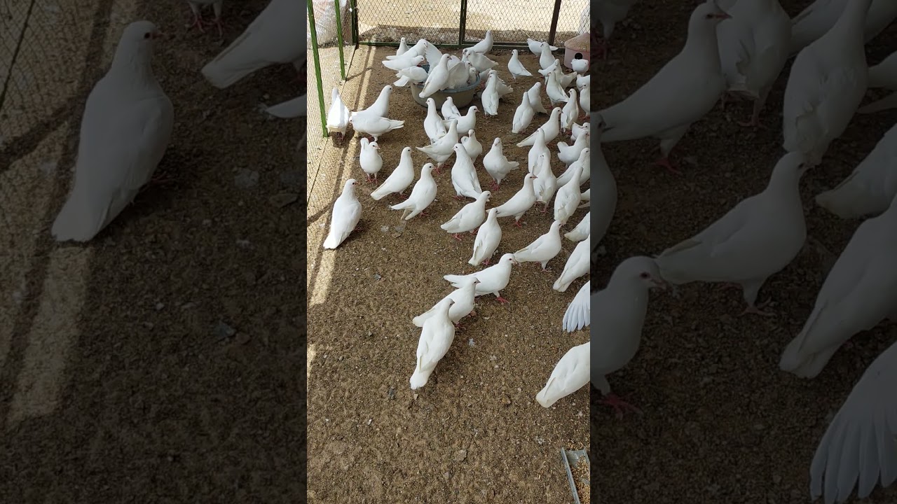 طريقة ترويش الحمام ولمحه عن مواصفات الفرنسي