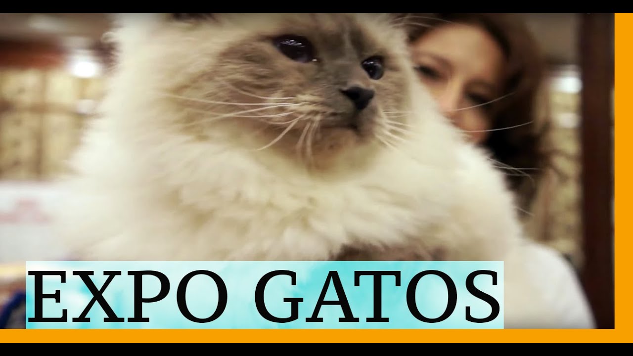Los más hermosos animales en la EXPO GATOS