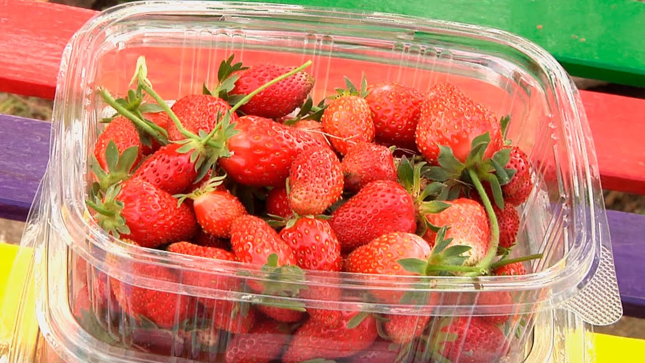 Descubre las fresas 'mare des bois' de Quijorna: una joya gastronómica madrileña