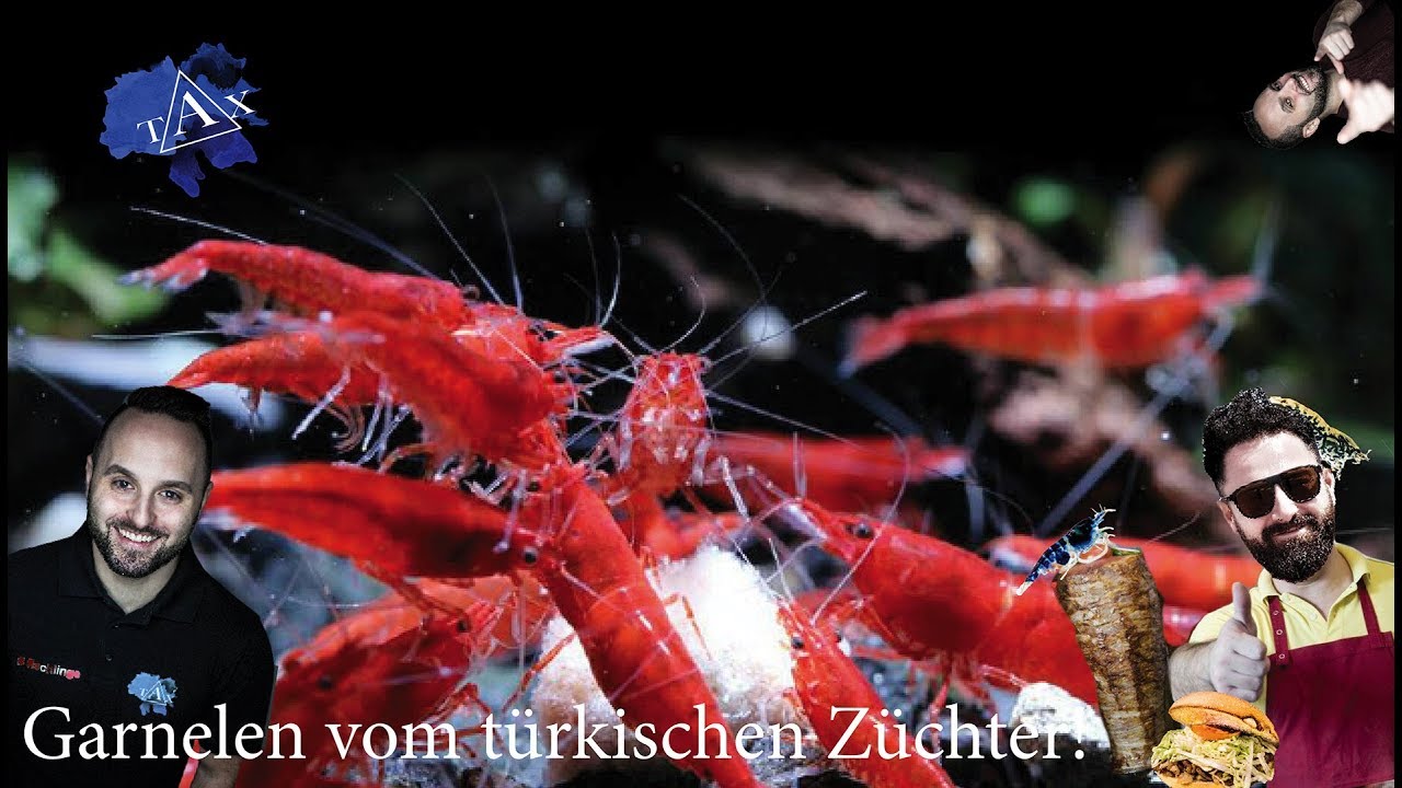 Garnelen vom t&uuml;rkischen Z&uuml;chter /TAX