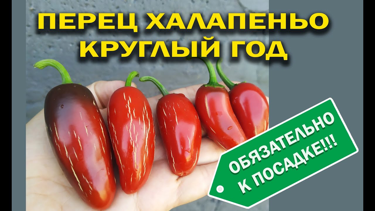 ХАЛОПЕНЬО ВЫРАЩИВАНИЕ КРУГЛЫЙ ГОД! ОСТРЫЙ ПЕРЕЦ НА ОКНЕ ПЕРЕЦ В ДОМАШНИХ УСЛОВИЯХ!