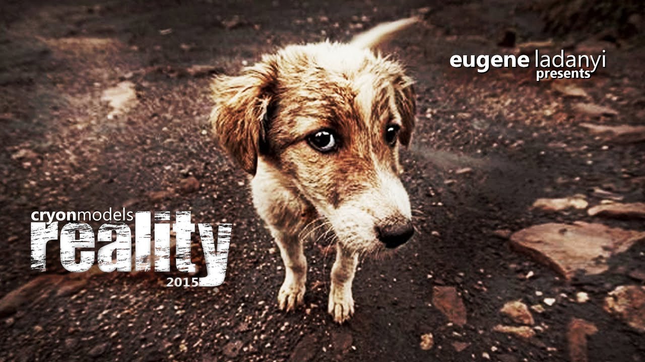 REALITY / DOGS by Ladanyi & Eschwig at Cryonschool