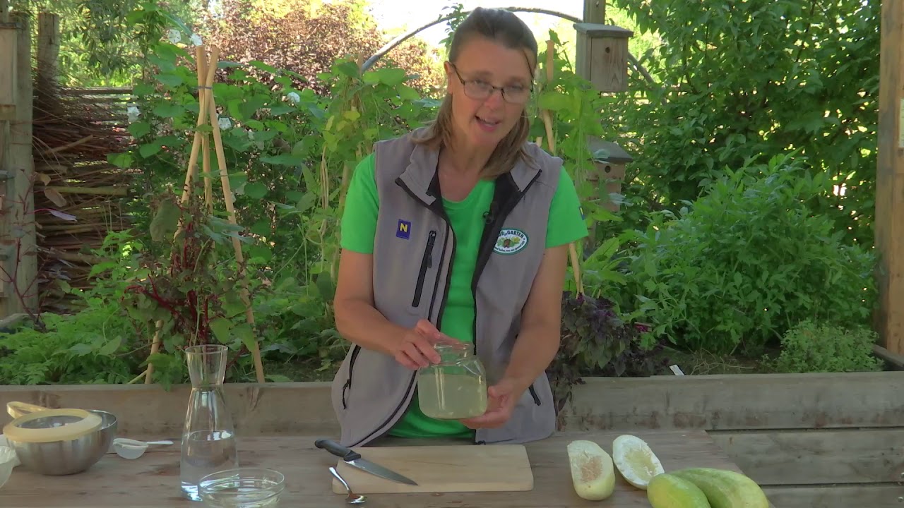 Eigene Gurkensamen ernten