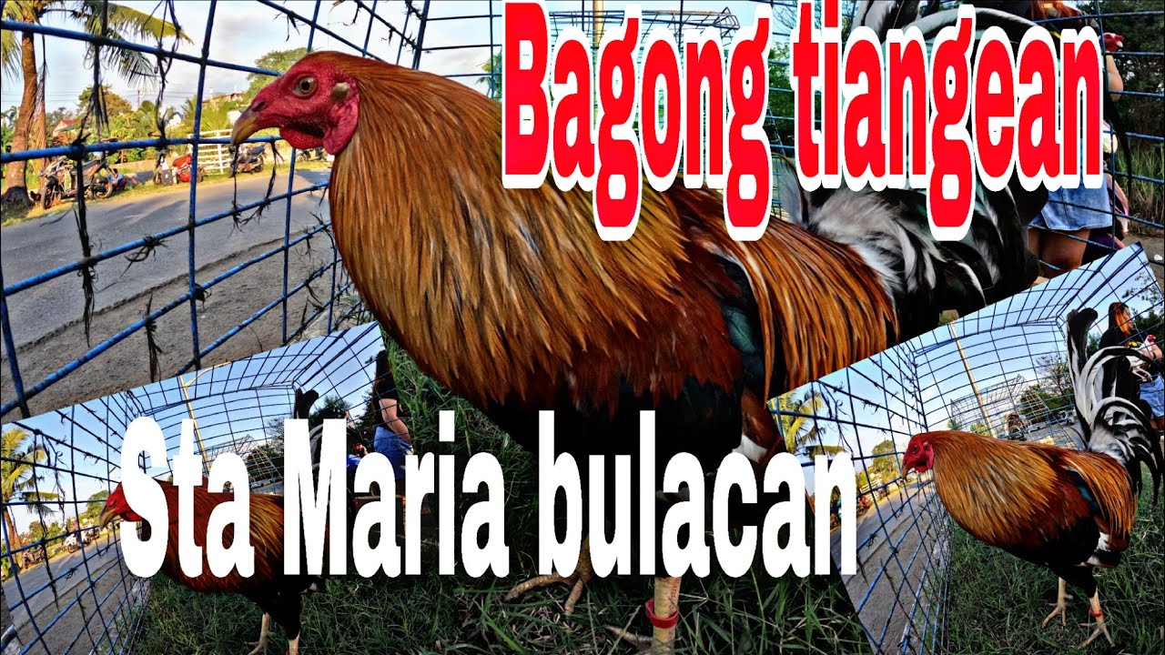Bagong tiangean ,Sta Maria bulacan .