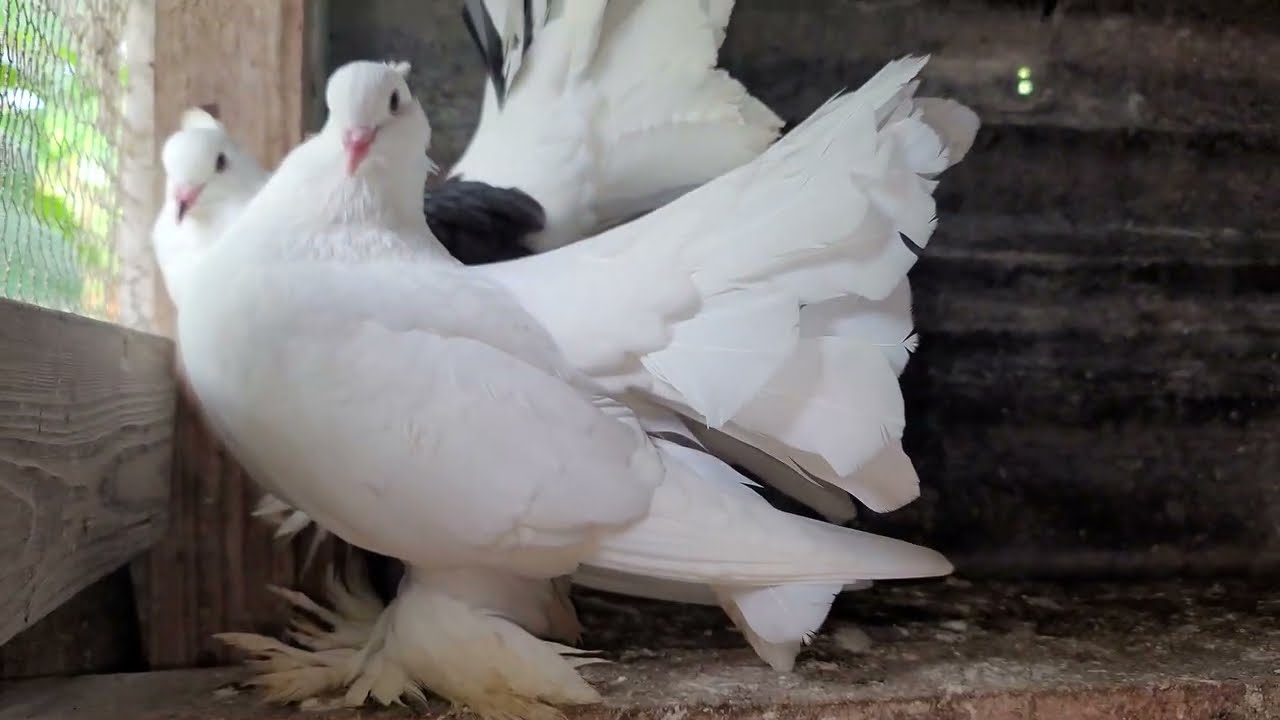 Indian Fantail Pigeons Loft Update and 2025 Breeding Plans