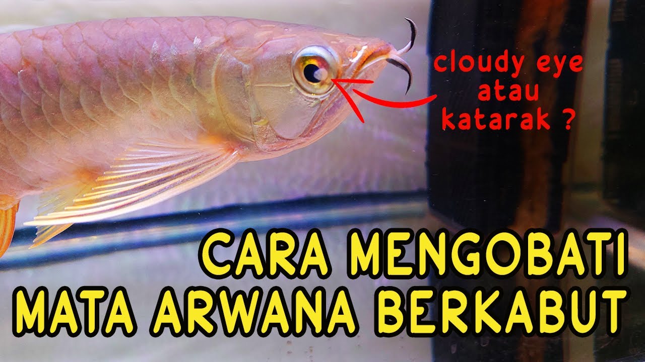 Cara mengobati mata ikan arwana berkabut
