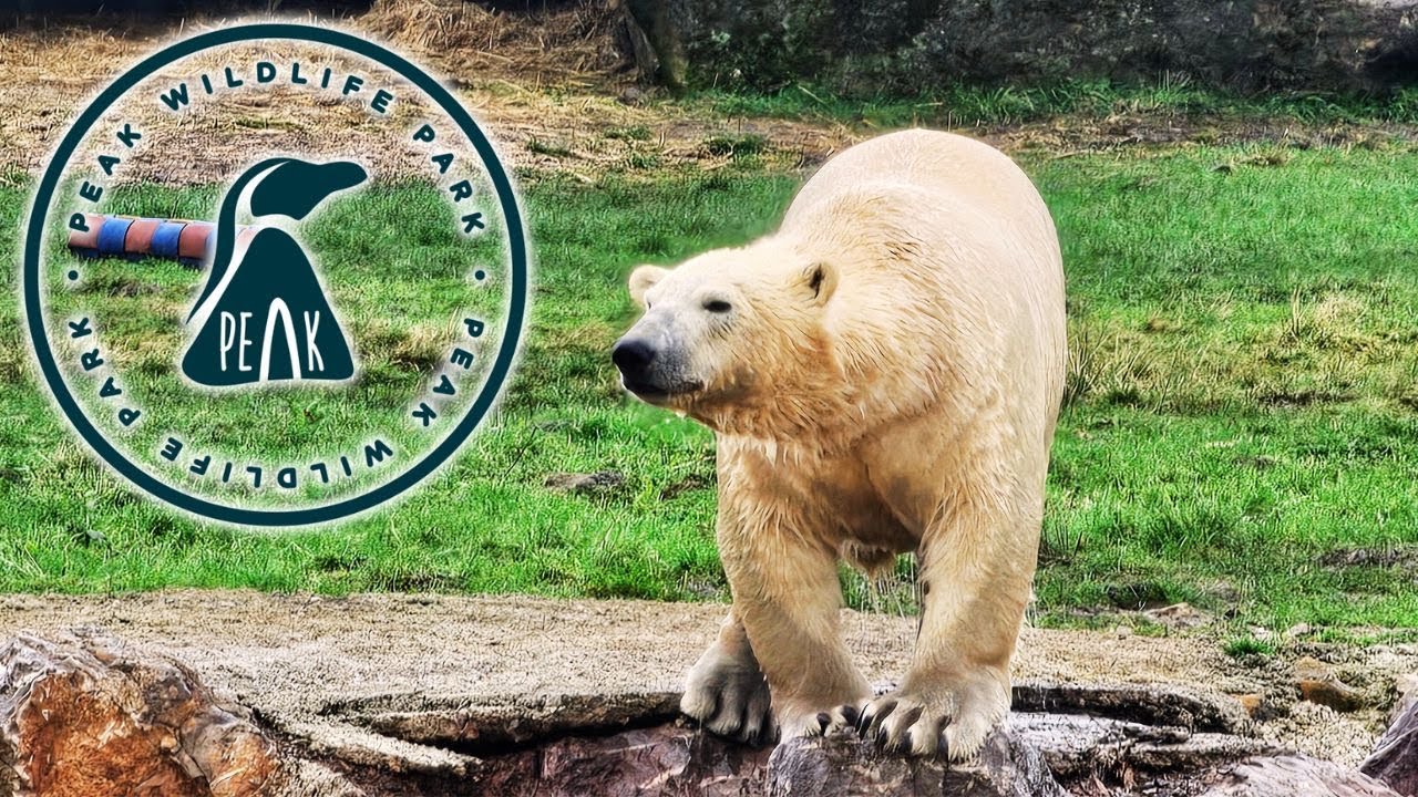 Peak Wildlife Park 2024 - POLAR BEARS!