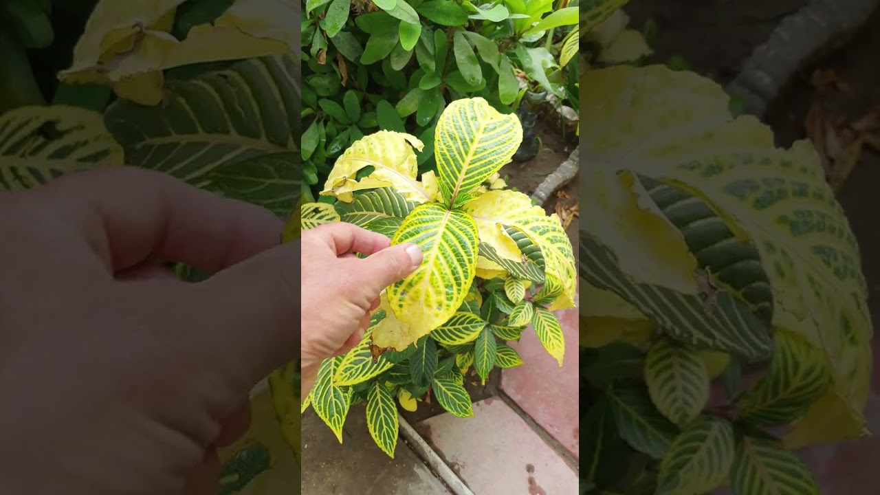 نبات الامزون او السنكيزيا⚘️ جنتي حديقتي⚘️
