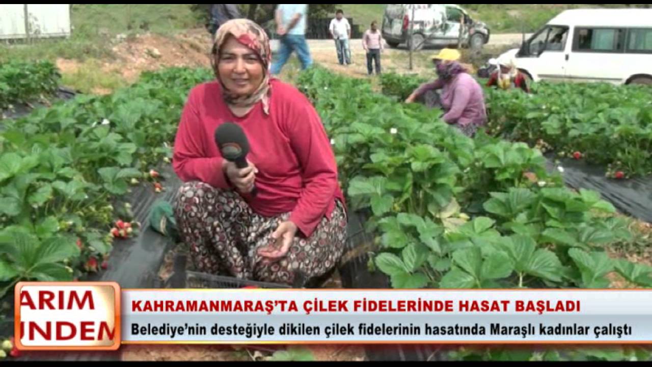 Kahramanmaraş'ta çilek fidelerinde hasat başladı