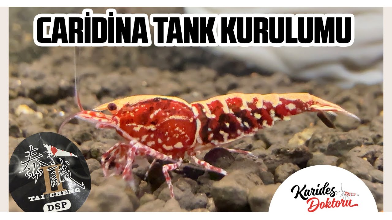 CARİDİNA KARİDES TANK KURULUMU [DSP İLE]