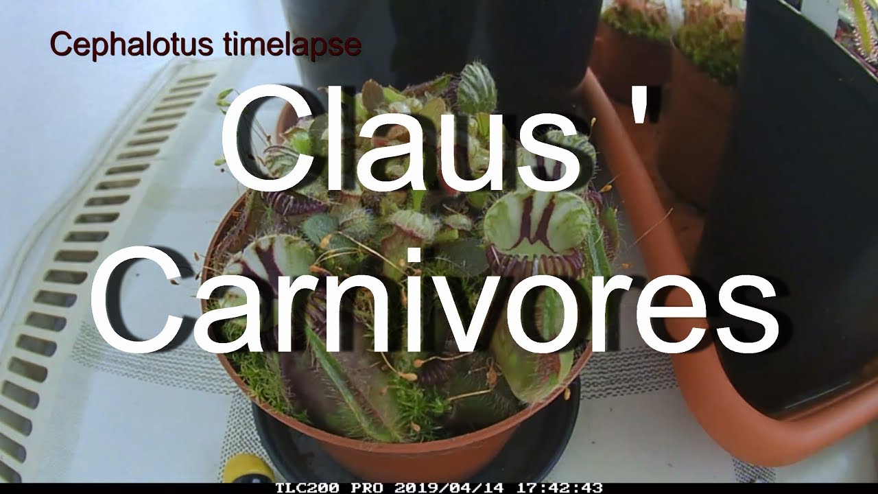 Cephalotus follicularis (Zwergkrug) Zeitraffer/time lapse growth