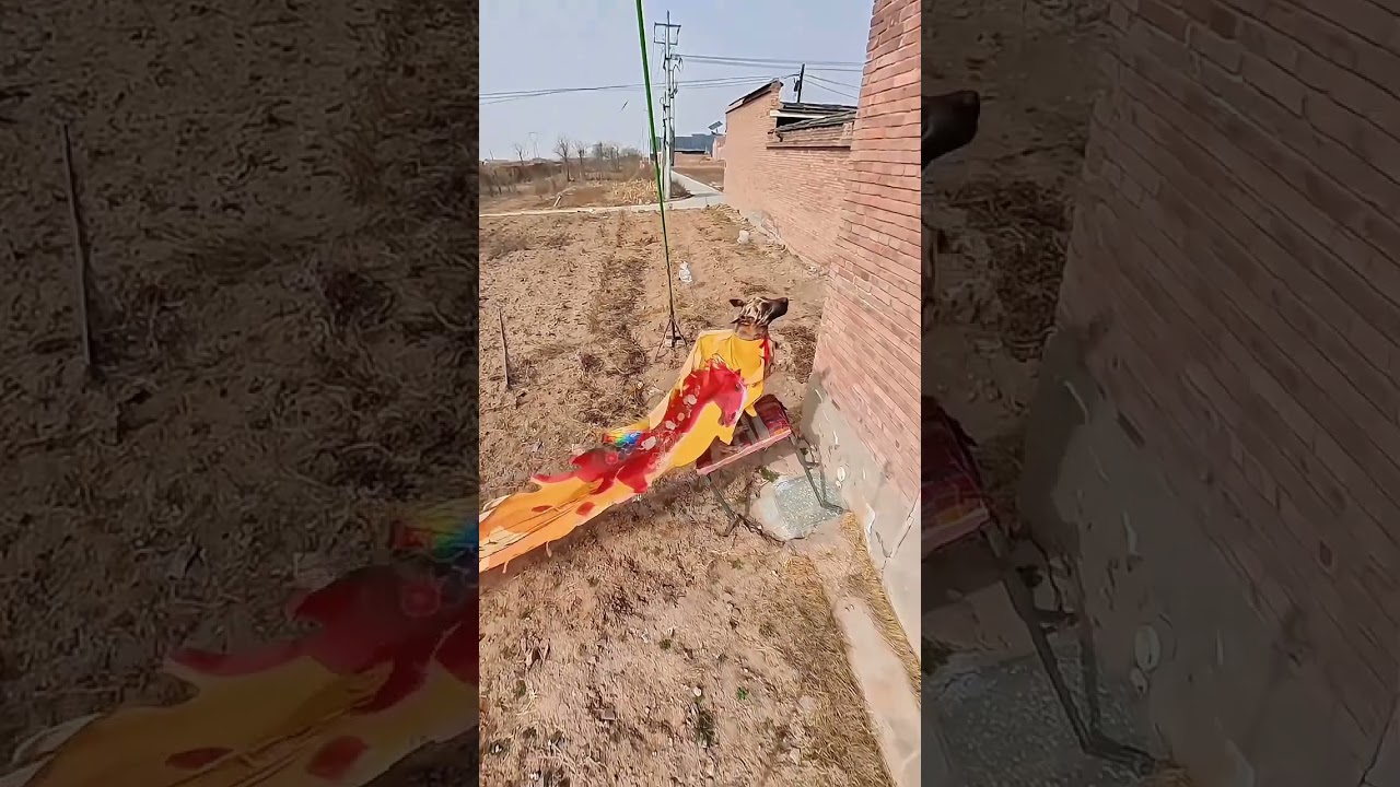 talented dog #20
