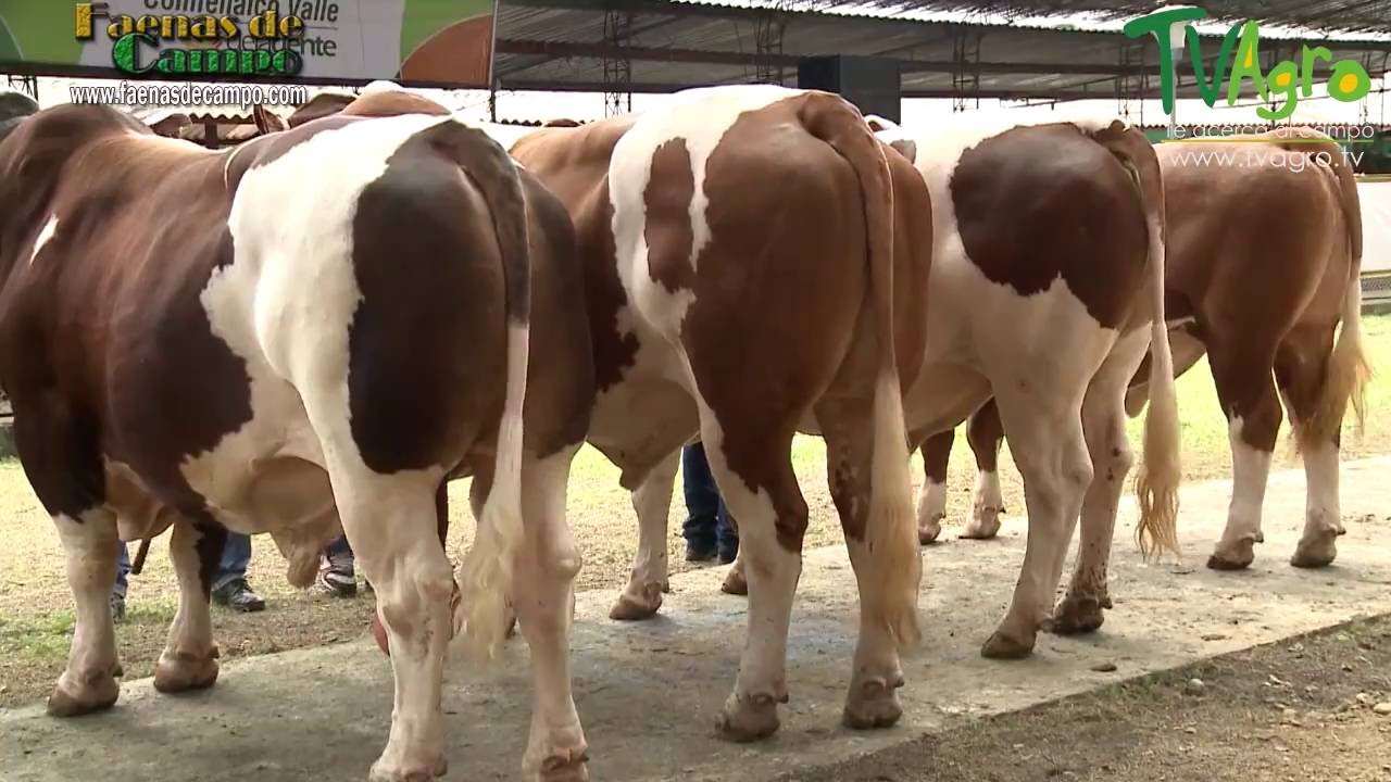 Recorrido por la Feria Ganadera de Tuluá (Valle del Cauca, Colombia) - TvAgro por Juan Gonzalo Angel