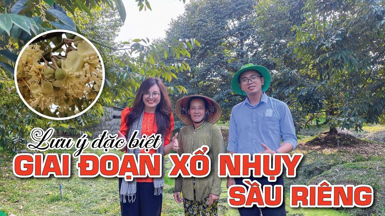 Những lưu ý đặc biệt giai đoạn xổ nhụy sầu riêng | Hai Lúa Vàng