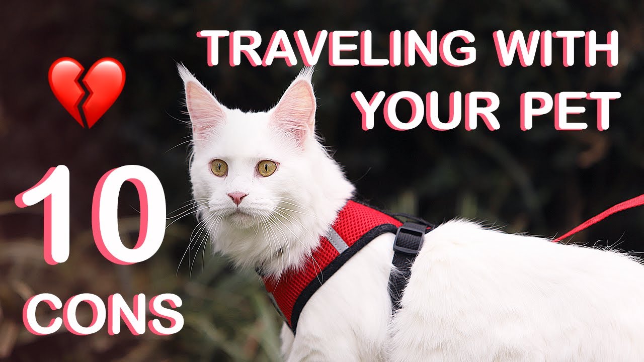 10 problems with cat traveller | Maine Coon cat travels