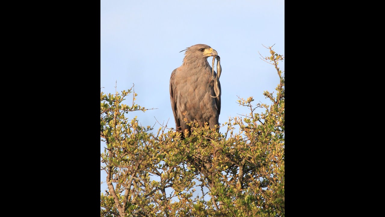 CECARA - Proyecto Águila de Chaco/Chaco Eagle Project