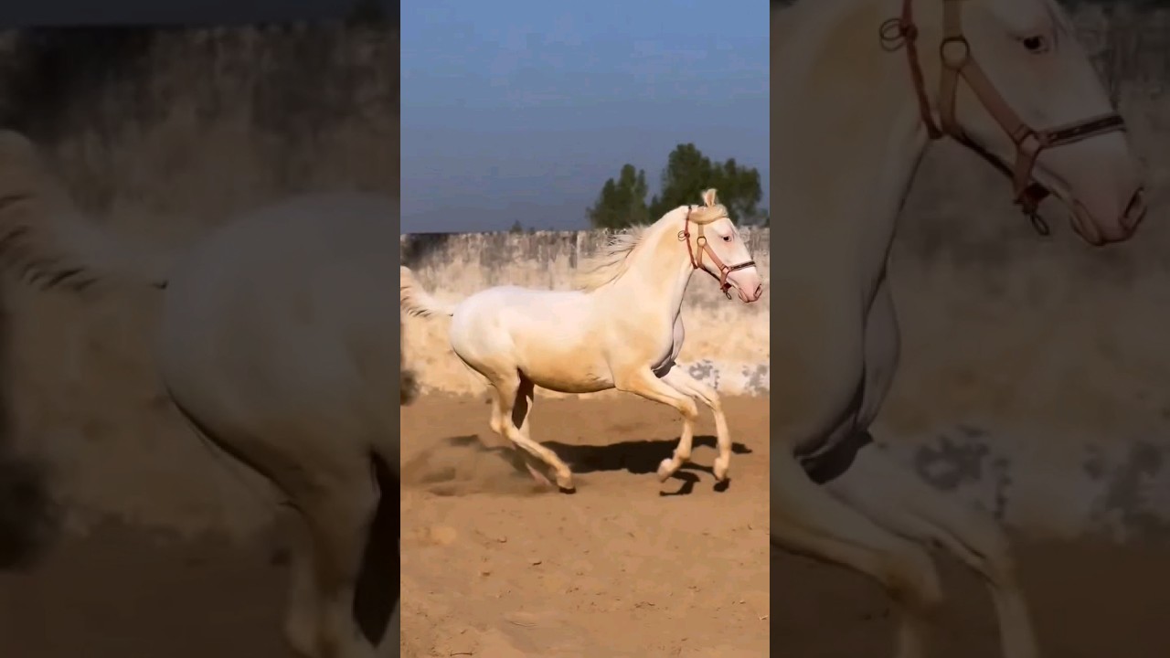 Marwari Stallion Horse 🐎#viral #trending #pakistan #horse #animals #marwari #stallion #mandi #nukra