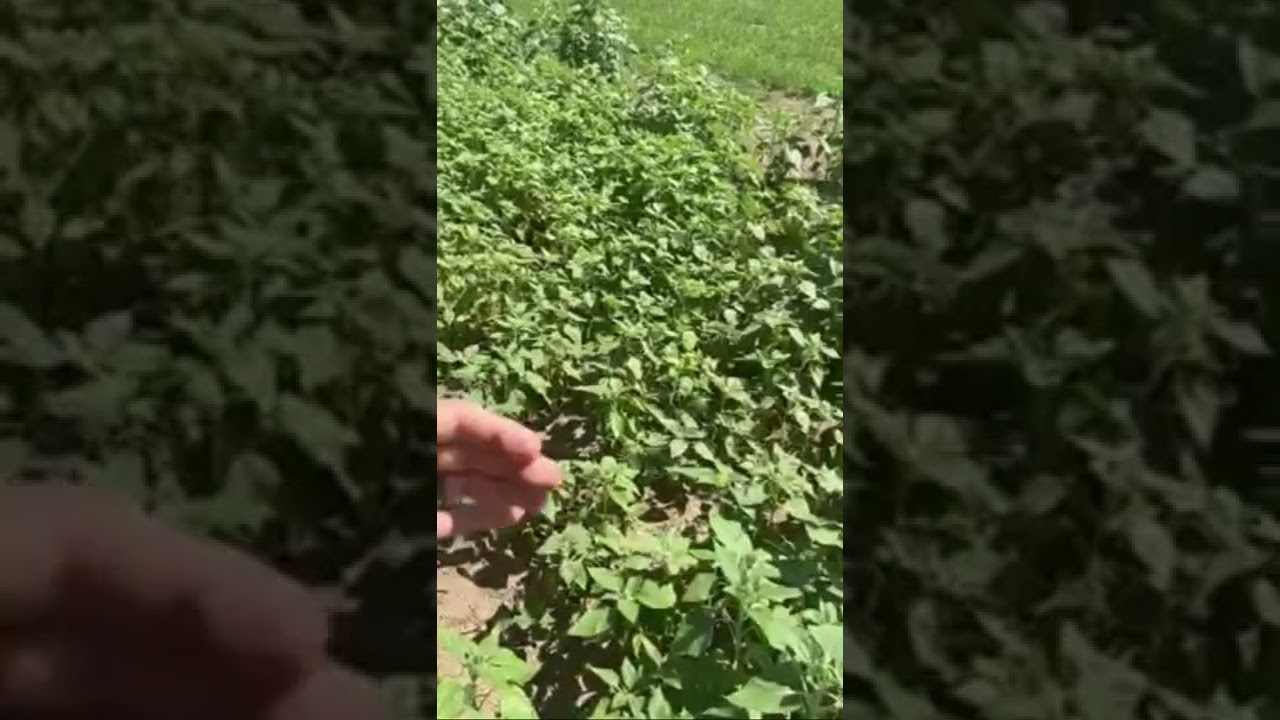 The unknown summer cover crop #gardentip #gardening #sunflowers