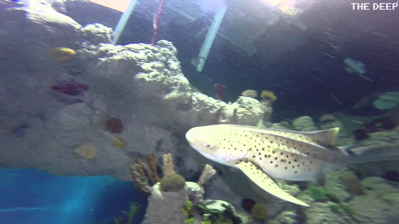 Baby zebra sharks
